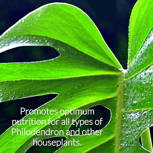 Philodendron