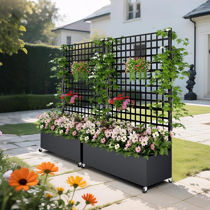 Black Lattice