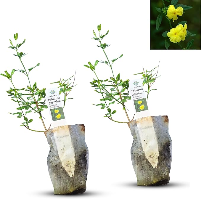 primrose-jasmine