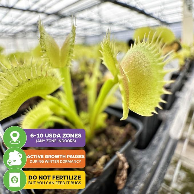 Dente Venus Fly Trap