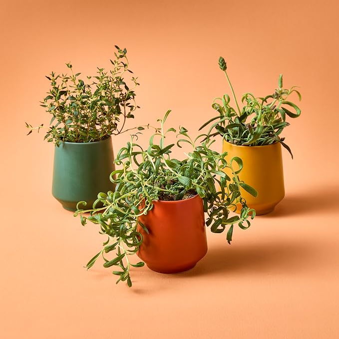 3-Pack Lavender, Rosemary & Thyme