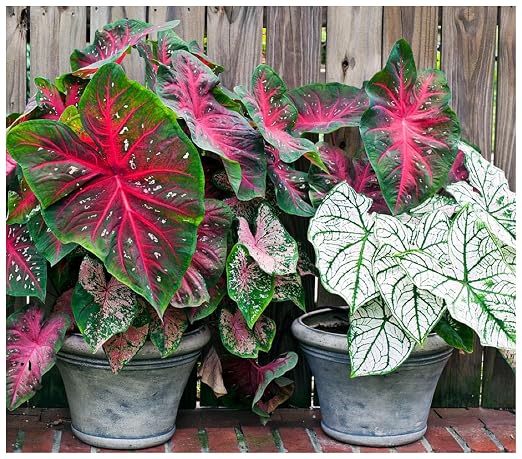 __DEFAULT__