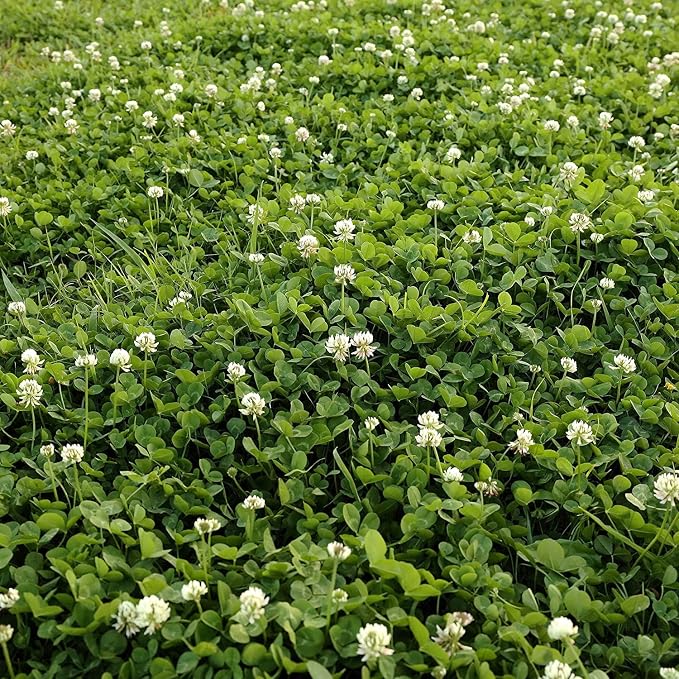 Dutch Clover - 8 Oz.