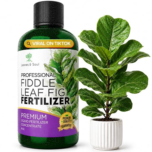 Fiddle Leaf Fig