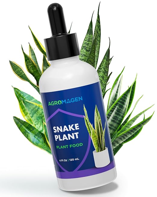 Snake Plant