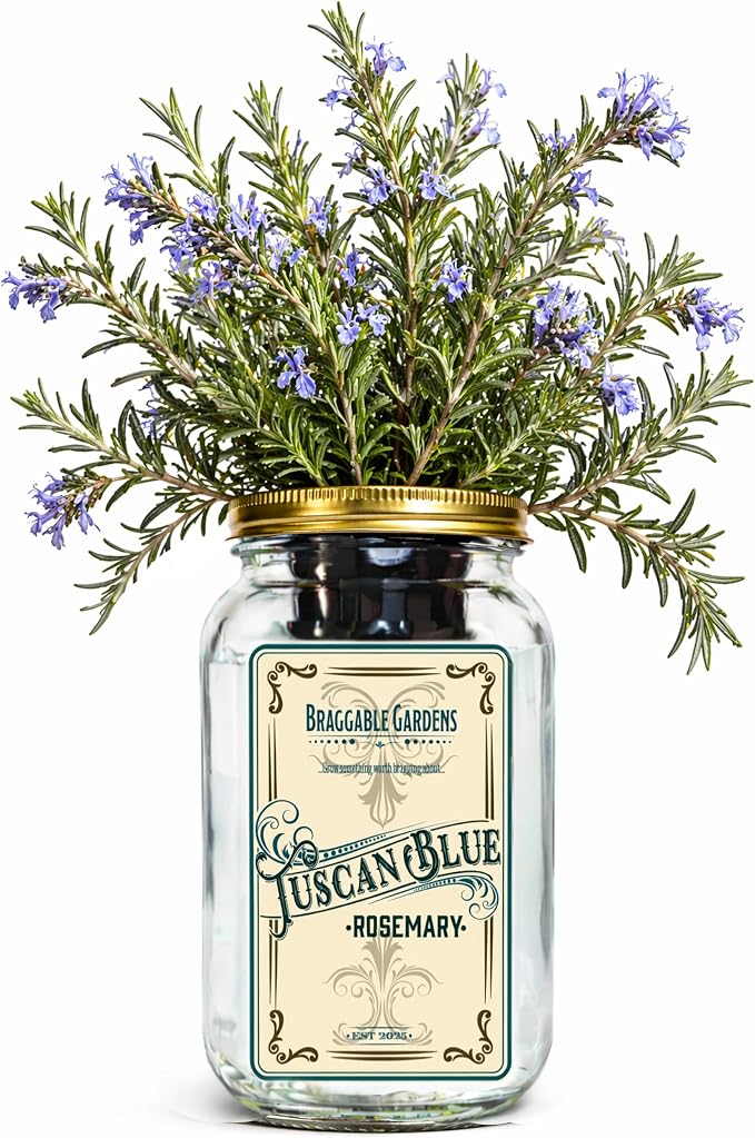 Tuscan Blue Rosemary