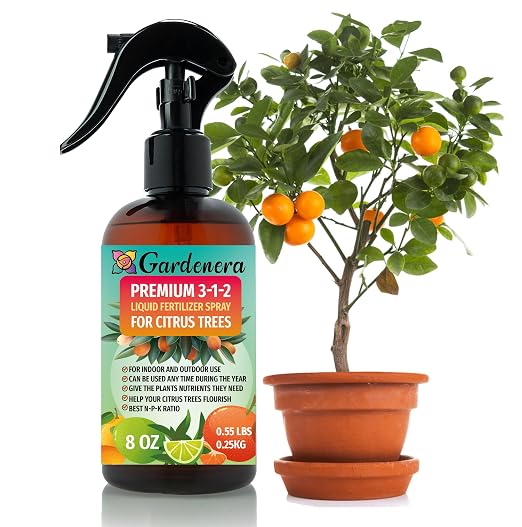 CITRUS TREE