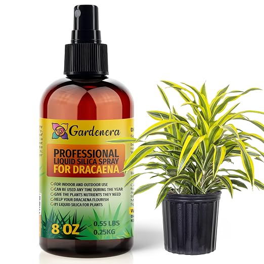 DRACAENA Plants