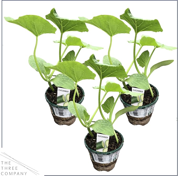 Cucumber