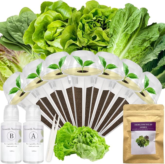 Salad