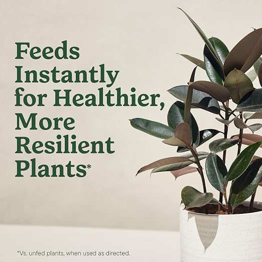 Organic Houseplant