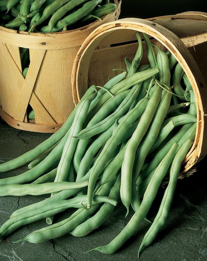 Stringless Green Pod