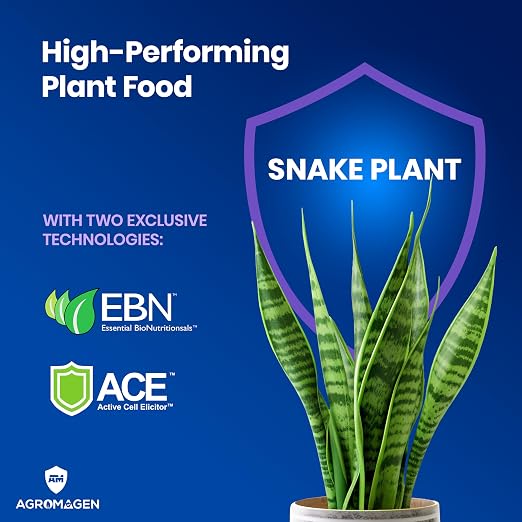 Snake Plant