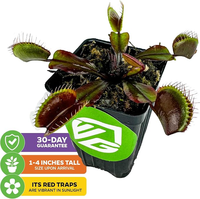 Akai Ryu Venus Fly Trap