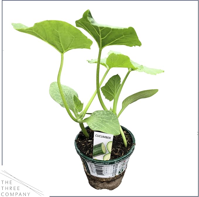 Cucumber