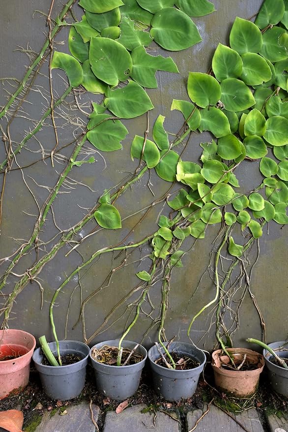 Shingle Plant Soil Mix