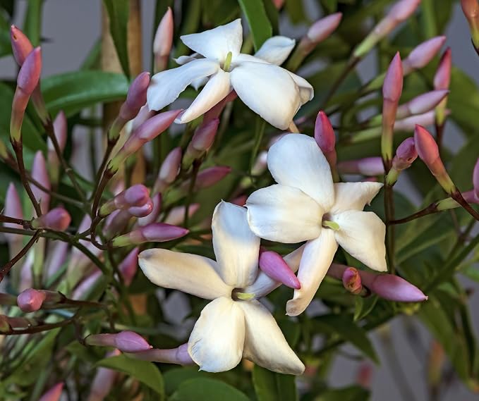 pink-jasmine