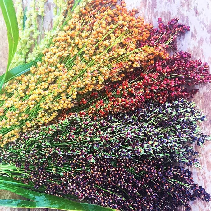 Mix Color Sorghum - 500 Seeds