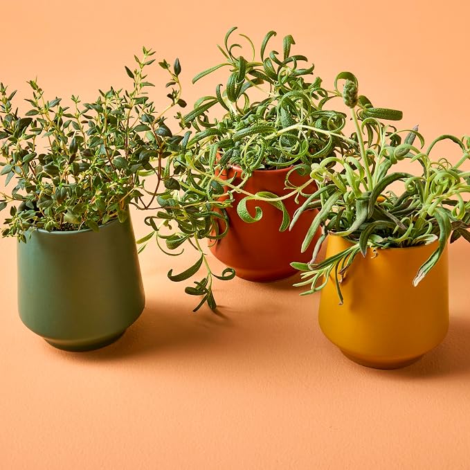 3-Pack Lavender, Rosemary & Thyme