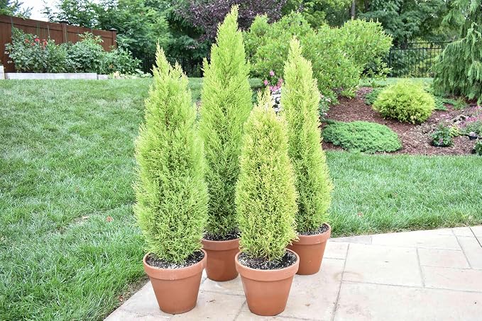 cypress-lemon