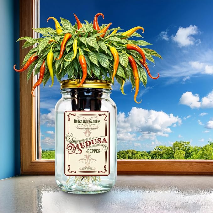 Medusa Pepper