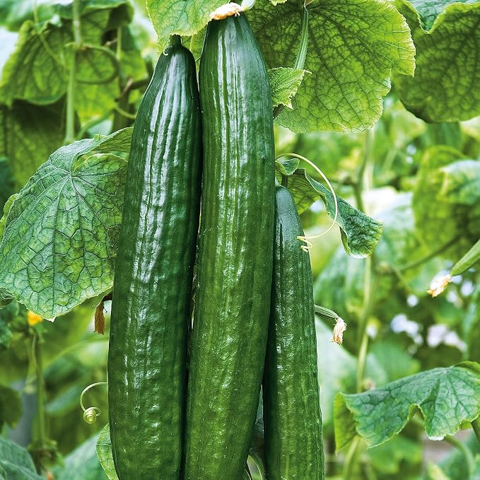 Cucumber The Big Dill Seed Multipack - 7 Pack