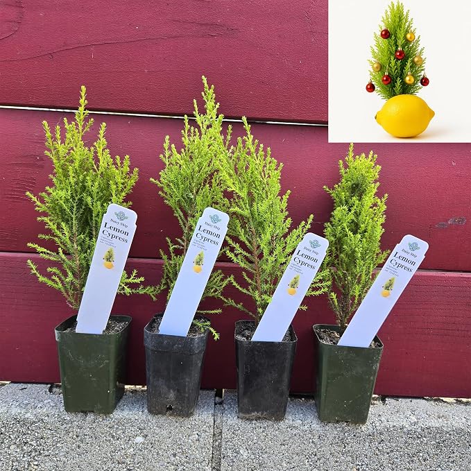 cypress-lemon