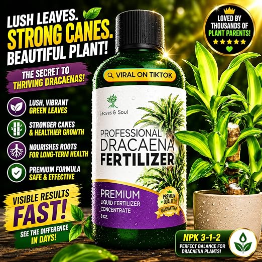 Dracaena