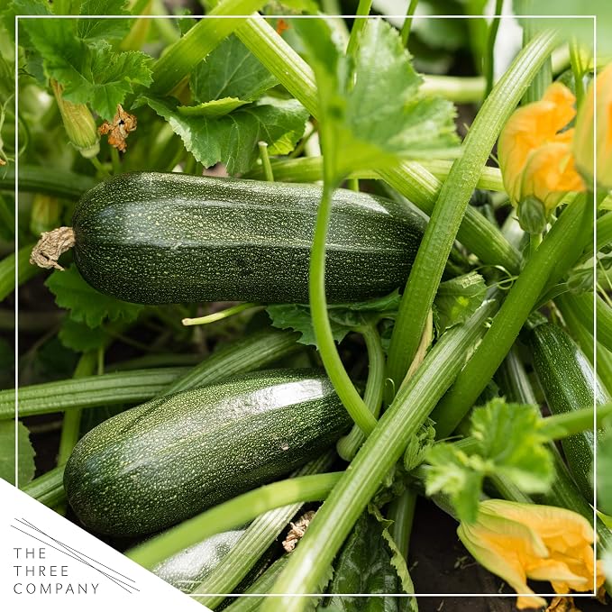 Zucchini