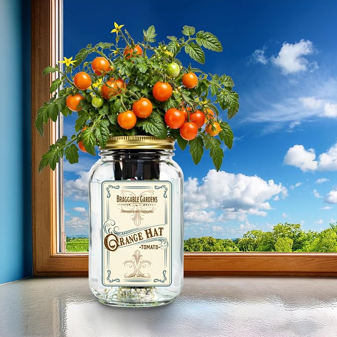 Orange Hat Micro Tomato
