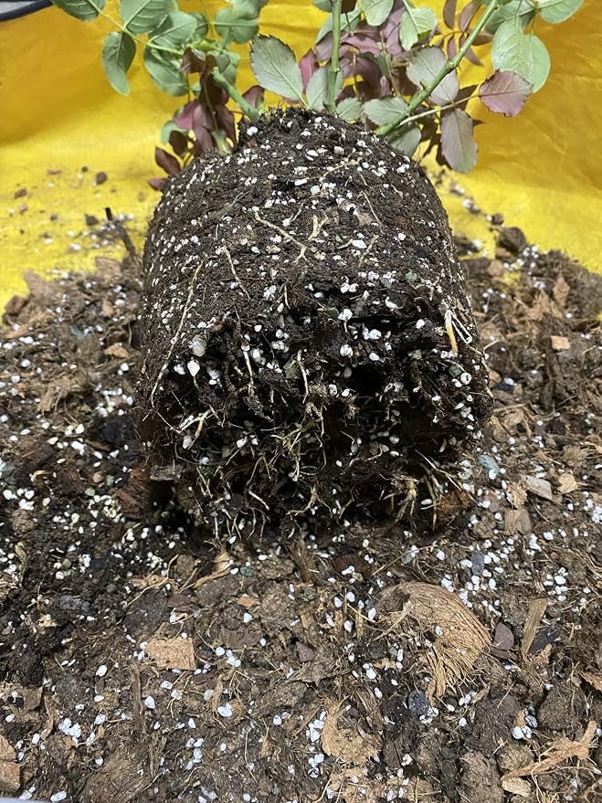 Large Perlite