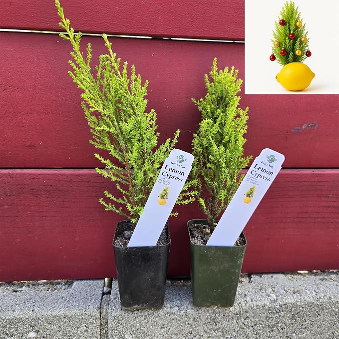 cypress-lemon