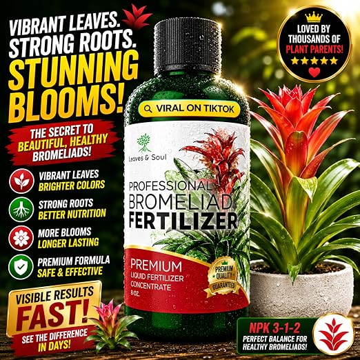Bromeliad