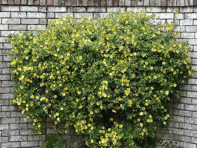 carolina-jasmine