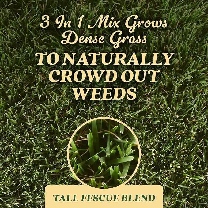 Tall Fescue