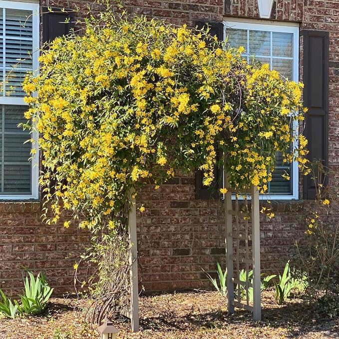 carolina-jasmine