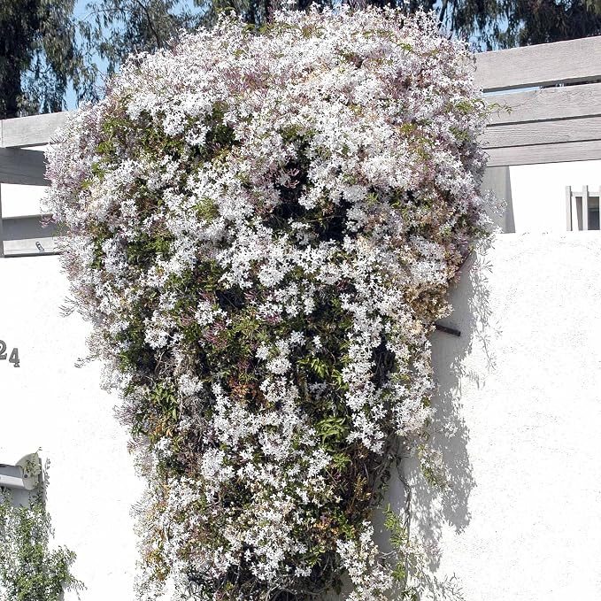 pink-jasmine