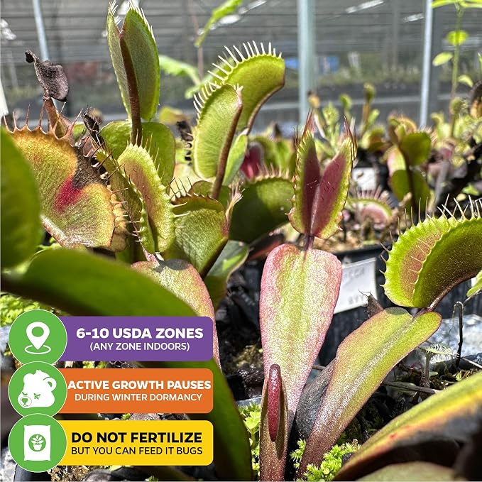 Akai Ryu Venus Fly Trap