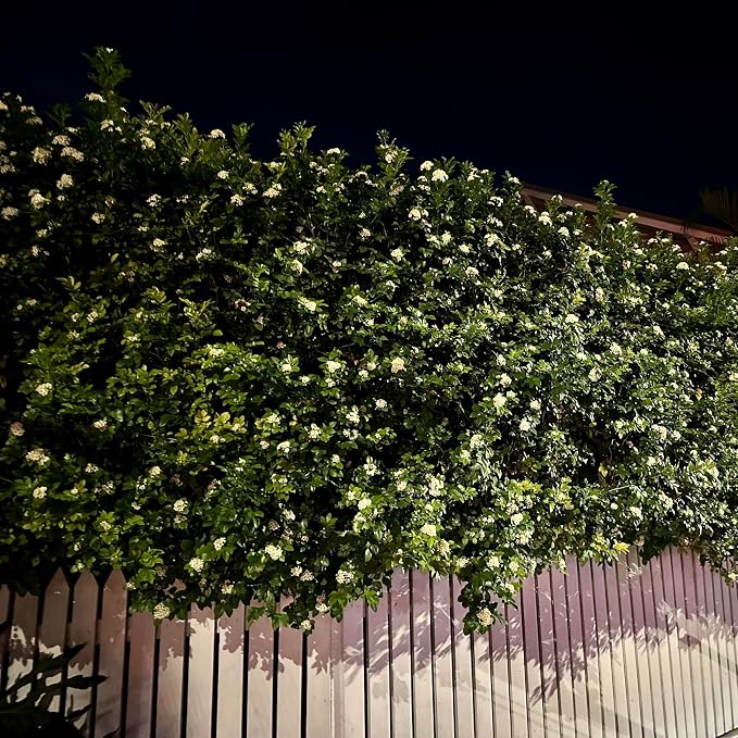 night-jasmine