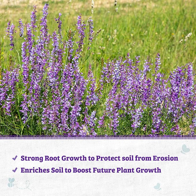 Hairy Vetch