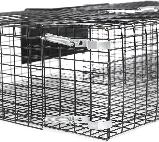 Rat