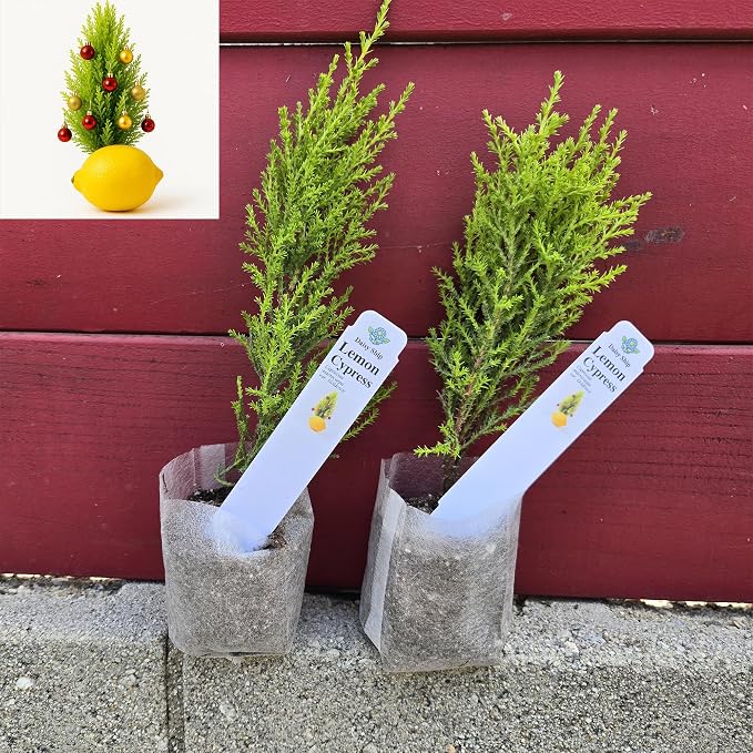 cypress-lemon