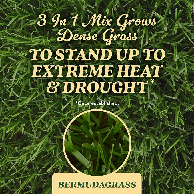 Bermudagrass