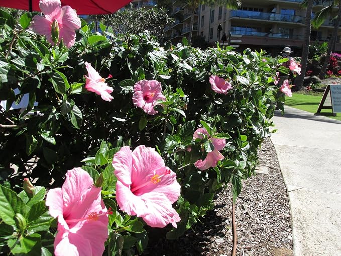 hibiscus-pink
