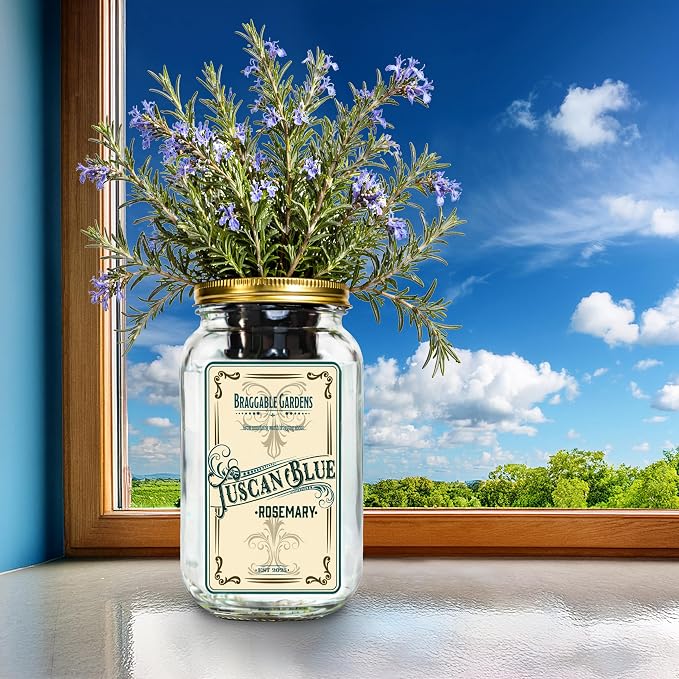 Tuscan Blue Rosemary