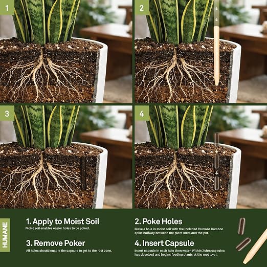 Houseplant