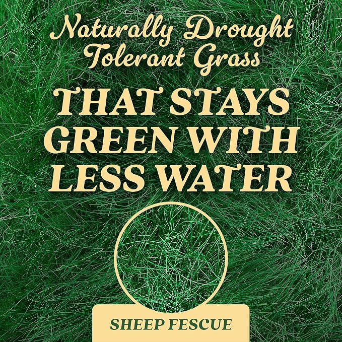 Sheep Fescue