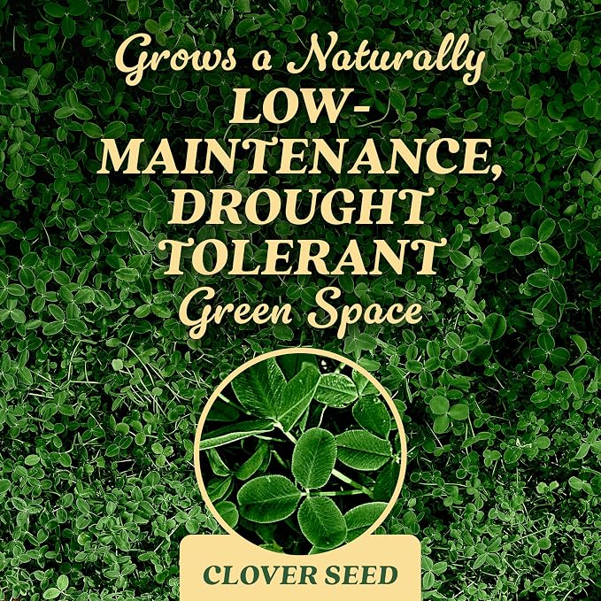 Stawberry Clover (Pack of 6)