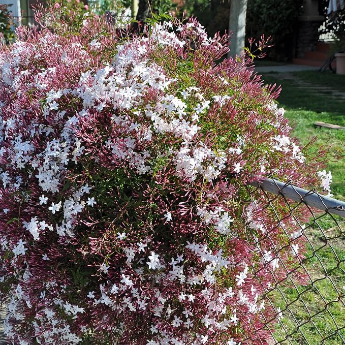 pink-jasmine