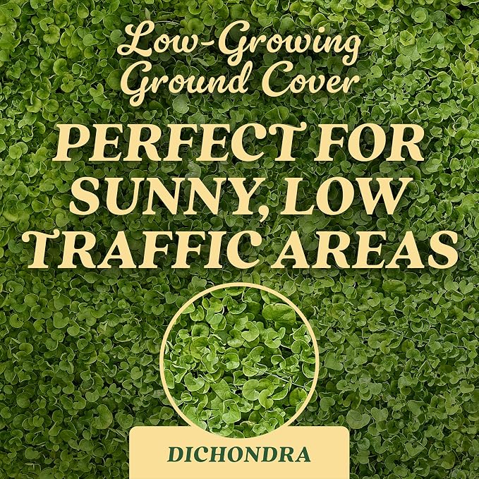 Dichondra